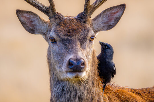 Red deer and jackdaw in Richmond Park London - Powered by Adobe