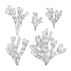 Hand drawn fucus algae set