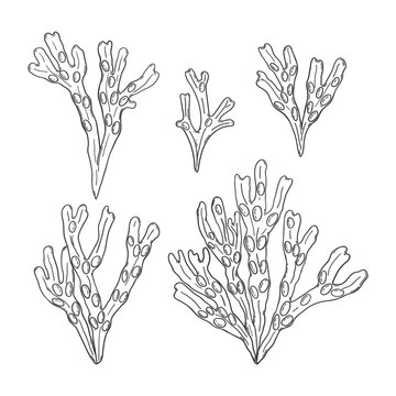 Hand drawn fucus algae set