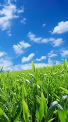 green grass and blue sky.