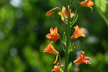 Watsonia Pillansii orange wildflower in Tahoe National Forest.