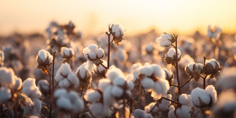  Close-Up Glimpse of a Cotton Field, the Birthplace of Cotton Clothing and Essential Natural Raw...