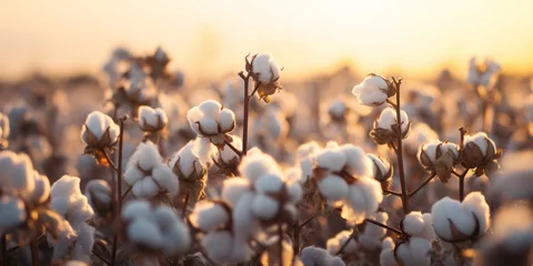 Foto op Plexiglas Gras  Close-Up Glimpse of a Cotton Field, the Birthplace of Cotton Clothing and Essential Natural Raw Materials