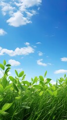 Obraz premium green grass and blue sky.