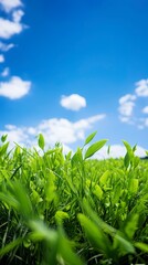 Obraz premium green grass and blue sky.