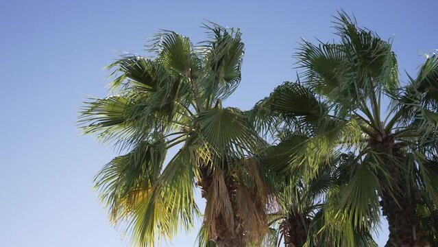Palmeras con viento en un cielo despejado, con hojas verdes