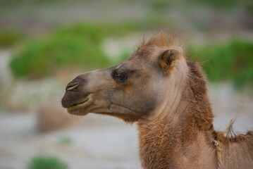 The camel's face is beautiful in a two-humped camel