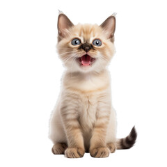 Obraz premium Front view close up of Balinese kitten isolated on a white transparent background