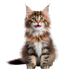 Obraz premium Front view close up of Norwegian Forest kitten isolated on a white transparent background