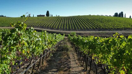 Flight between the rows of vineyards in Italy in the Chianti Classico area on the hills near Florence. Rows of Italian vineyards. Red grapes on vineyard rows, Tuscany. Italy.