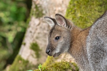 Jeune Wallaby découvre le monde 