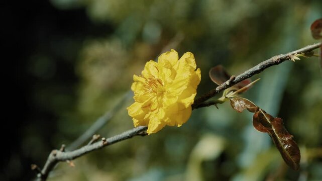 close up of yellow flower Ochnaceae