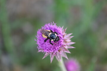 Bumblebee (Bombus Nevadensis) on purple thistle in Reno, Nevada.