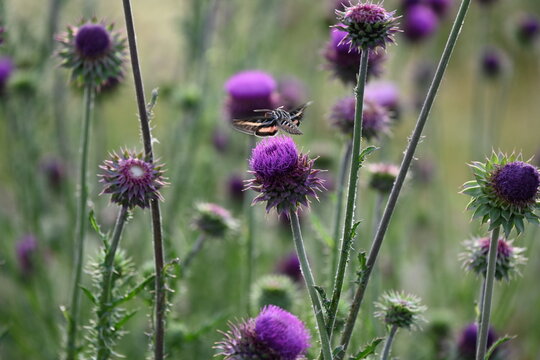 Hummingbird moth on purple thisle. Also known as Hawk Moth. In Reno Nevada.