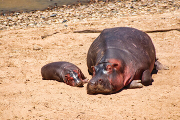 A Hippopotamus and her baby enjoy the sun on a sandbank in the Mara river in Maasai Mara game reserve, Kenya, Africa