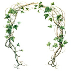 Frame of leaves. Ivy decoration. Isolated in white background