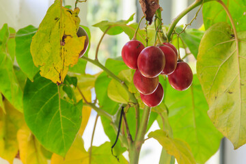 Dwarf tamarillo (Solanum abutiloides) plant with ripe fruits