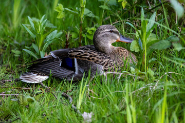 ducks and ducklings