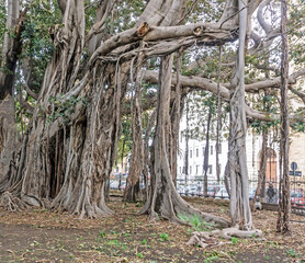 A group of oddly shaped Banyan trees in Piazza Marina, Palermo, Sicily, Banyan trees develop aerial prop roots that mature into thick, woody trunks.