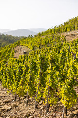 Vignoble près du village de Malleval, dans l’appellation Côtes-du-Rhône, sur un coteau très abrupte