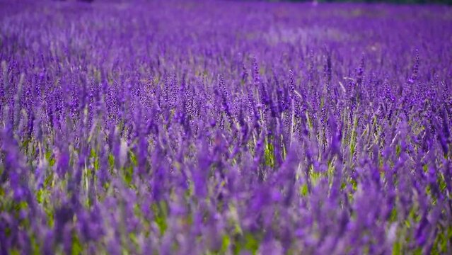 a large lavender field. purple lavender flower
