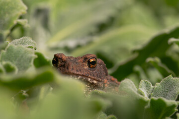 Toad in the garden on a green background.
