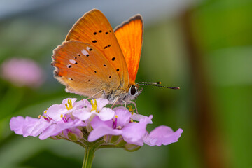 Insects found in the garden.
