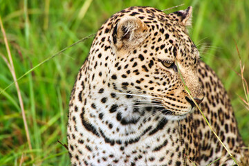 Close up of a Young Leopard on the safari trails in Maasai Mara game reserve, Kenya, Africa