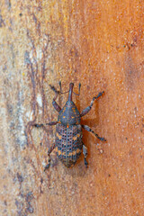 Insects found in the garden.