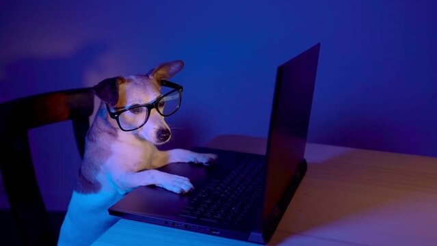 Smart nerd dog with glasses sitting in front of the computer looking at the screen. Funny it programmer dog theme video footage