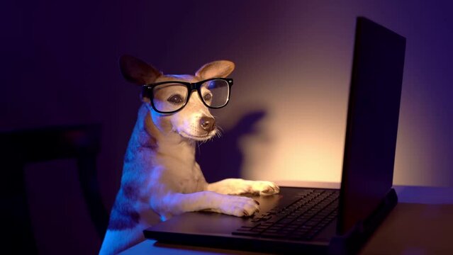 Dog sitting in front of the laptop calmly relaxed looking at the camera. Tired hardworker pet with glasses. Nigh dark room. Video footage