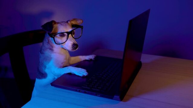 Smart pet focused on a task at work nerd dog with glasses using computer laptop at night with teal orange light. Secret hacker programmer or addicted gamer theme video footage