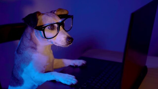 Adorable digital nerd dog with glasses using computer laptop at night with teal orange light. Secret hacker programmer or addicted gamer. video footage