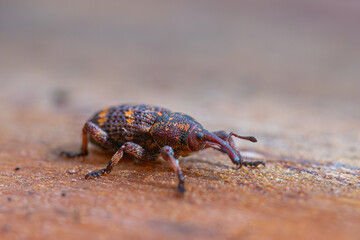 Insects found in the garden.