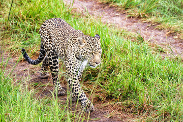 A Young Leopard on the safari trails in Maasai Mara game reserve, Kenya, Africa