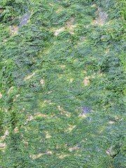 The sea coast in Belgium is covered with seaweed. Background with seaweed on the sea coast.
