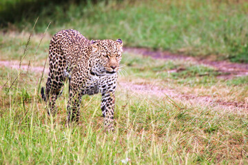 A Young Leopard on the safari trails in Maasai Mara game reserve, Kenya, Africa