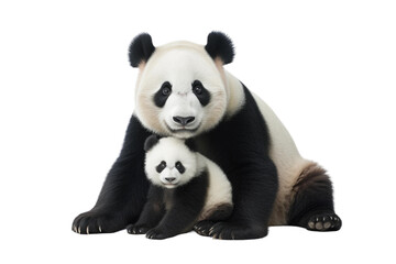Panda Bear and Cub Connection on isolated background