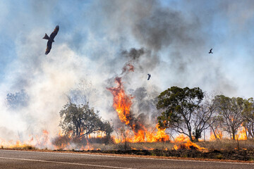 Bush fire near road to Emma Gorge, El Questro, West Australia, Australia
