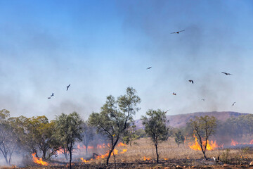 Bush fire near road to Emma Gorge, El Questro, West Australia, Australia - obrazy, fototapety, plakaty