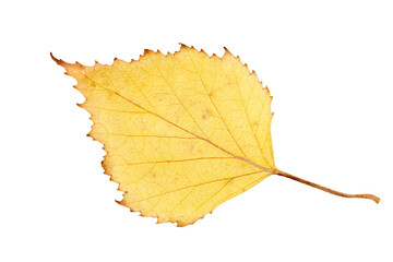 Yellow autumn birch leaf with veins close-up