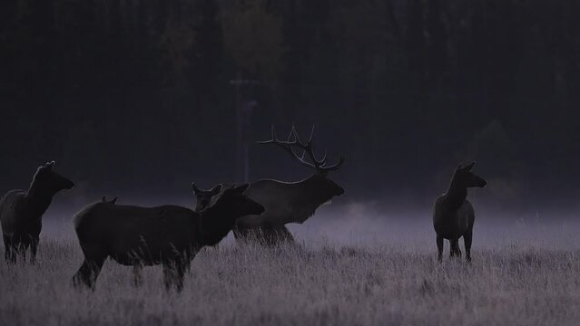 Steam from bull elks breath as it bugles at dawn in the Wyoming wilderness standing in small herd in the frost.