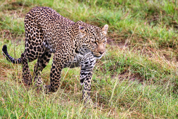 A Young Leopard on the safari trails in Maasai Mara game reserve, Kenya, Africa