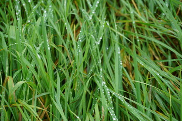Fototapeta na wymiar Grünes nasses Gras mit Regentropfen bei Regen am Nachmittag im Herbst