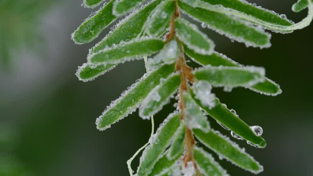 Closeup of enchanting small twig of western hemlock covered with ice and round frozen drops, swaying slightly on wind in winter in American national park. High quality 4k footage