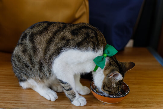 Istanbul cat with a green bow eats