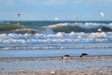 Oyster catchers at the beach