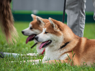 Beautiful dogs at an outdoor dog show. - 661179080