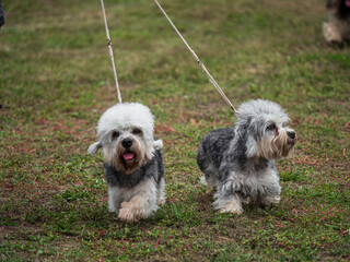 Beautiful dogs at an outdoor dog show. - 661179247