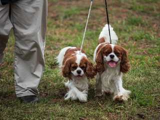 Beautiful dogs at an outdoor dog show. - 661179266